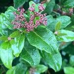 Viburnum tinusFlower