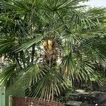 Trachycarpus fortunei 形态