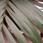 Howea forsteriana Blad