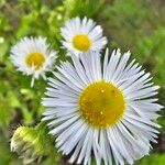 Erigeron annuus Kukka