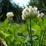 Trifolium nigrescens পাতা