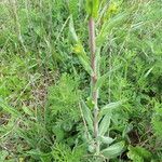 Erysimum cheiranthoides Leaf