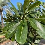 Plumeria obtusa Ліст