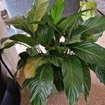 Spathiphyllum floribundum Folha