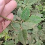 Desmodium intortum Leaf