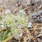 Anisosciadium orientale Fula