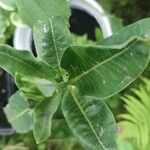 Asclepias purpurascens Leaf