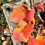 Fothergilla gardenii Folla