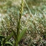 Platanthera hyperborea Habitus