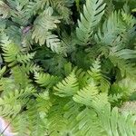 Pteris fauriei Листок