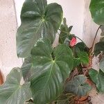 Anthurium nymphaeifolium List