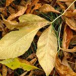 Aralia nudicaulis Folio