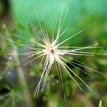 Aegilops geniculata Fruto