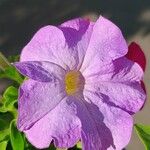 Petunia x atkinsiana പുഷ്പം
