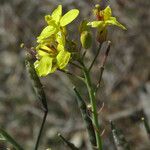 Brassica fruticulosa Květ