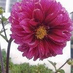 Dahlia pinnataBloem