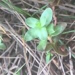 Lythrum hyssopifolia Leaf