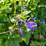 Salvia coeruleaCvet