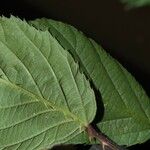 Rubus questieri その他の提案