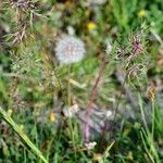Poa bulbosa Fula