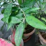 Dracaena surculosaLeaf