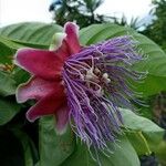 Passiflora quadrangularis Lorea