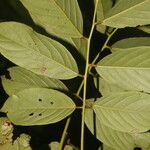 Machaerium floribundum Blatt