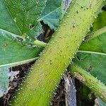 Gunnera tinctoria Rinde