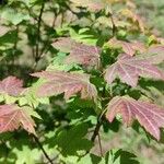 Acer sieboldianum Foglia