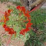 Caesalpinia pulcherrima Kvet