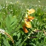 Lathyrus ochraceus Flower