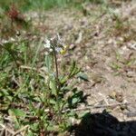 Myosotis balbisiana Hábito