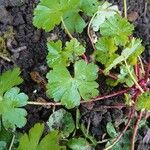 Geranium lucidum Frunză