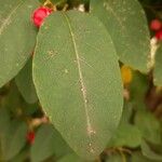 Cotoneaster multiflorus पत्ता