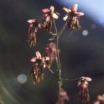 Thalictrum foetidum Flower