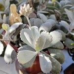 Kalanchoe pumila Blatt