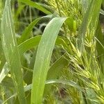 Elymus virginicus Leaf