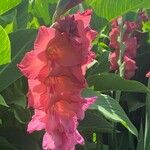 Gladiolus × hybridus Flower