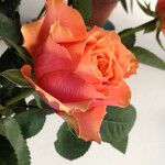 Rosa chinensis Kwiat