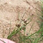 Juncus compressus Φρούτο