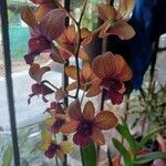 Cymbidium devonianumКвітка