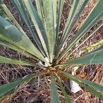 Yucca arkansana Habit