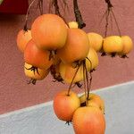 Malus × floribunda फल