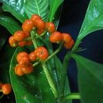 Psychotria racemosa Ffrwyth