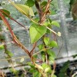 Anredera cordifolia Blad