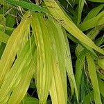 Hakonechloa macra Frunză