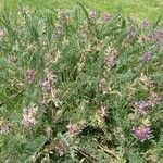 Astragalus mollissimus Habitat