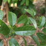 Baphia pubescens Φύλλο