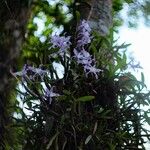 Dendrobium moniliforme Цветок