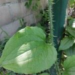 Smilax tamnoides Blatt